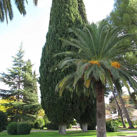 Árboles del Jardín botánico
