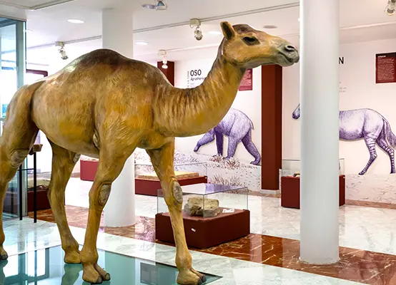 Sala pisadas fósiles Museo Etnográfico y Ciencias Naturaleza Jerónimo Molina Sala pisadas fósiles Museo Etnográfico y Ciencias Naturaleza Jerónimo Molina