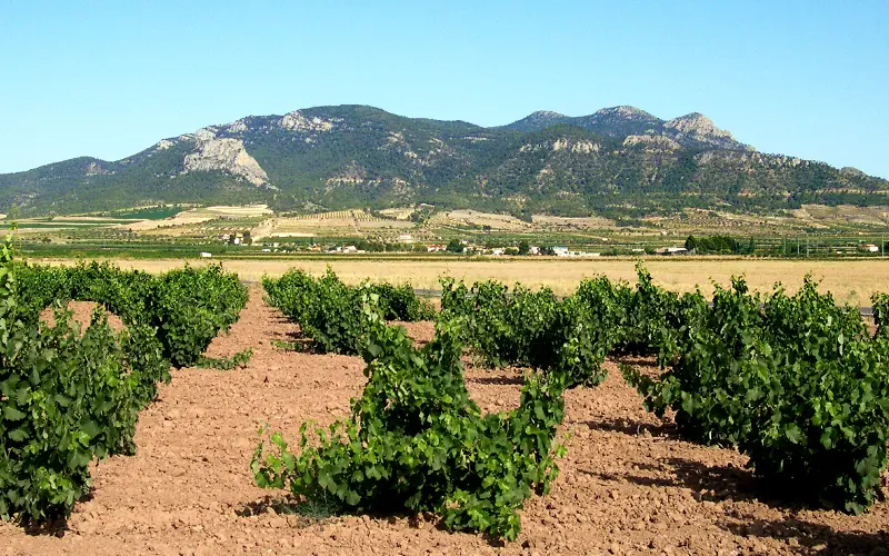 Vista de El Carche con campo de viñas