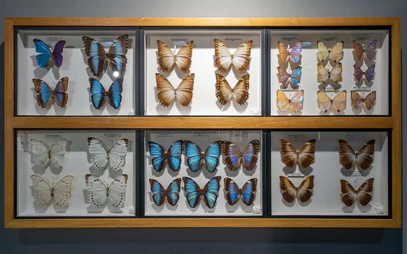 Vista de la colección mariposas Vista de la colección mariposas