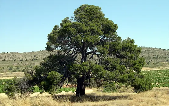 Pino de la Casa Quemada