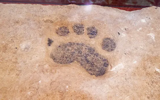 Pisada de Oso de la Sierra de las Cabras Pisada de Oso de la Sierra de las Cabras