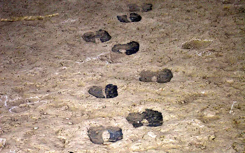 Pisadas fósiles de camello Pisadas fósiles de camello