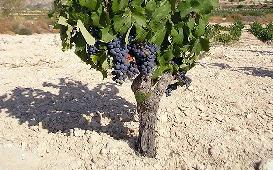 Suelo calizo de viñas