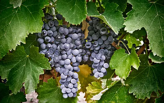 Uva monastrell Uva monastrell