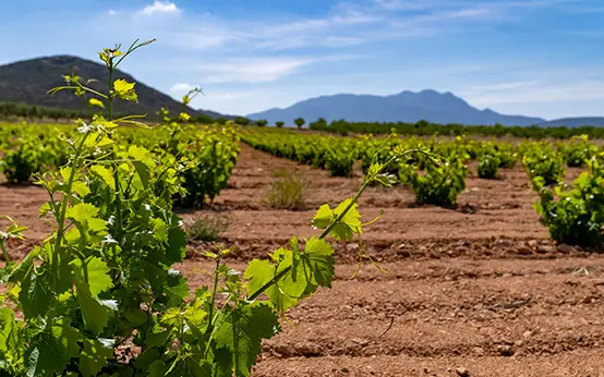 Viñas con El Carche al fondo Viñas con El Carche al fondo
